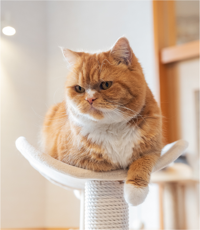 にゃんこ 名東 天白 緑 日進 長久手 名古屋東部の地域密着型情報ポトス グルメ クリニック おけいこ 学習塾 英会話 スクール 美容室 とこや ショップ など 生活情報の地域最強検索サイト ｗｅｂポトス